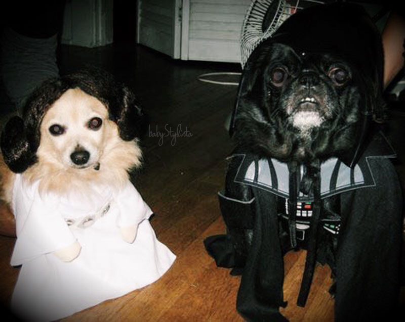 Princess Pom Leia and Darth Pug Vader - FAM-O-WEEN brought to you by, babyStylista :: Family Costumes www.SassAndSmalls.com